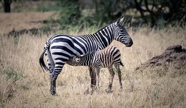 image of Lake Mburo National Park