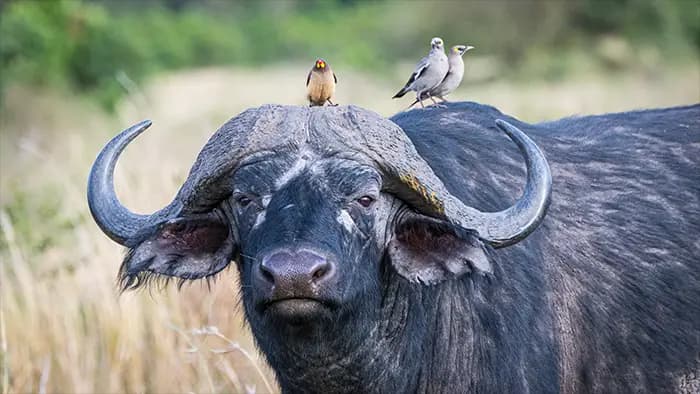 image of Lake Mburo N.P