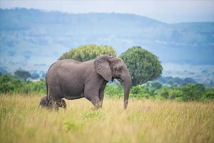 animals in queen elizabeth N.P