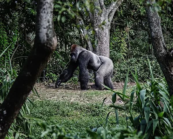 gorilla in habitat