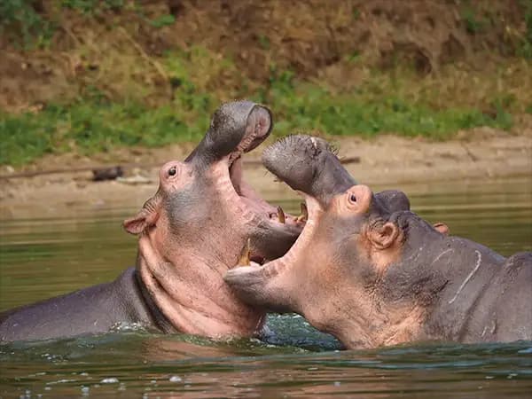 image of Lake Bunyonyi