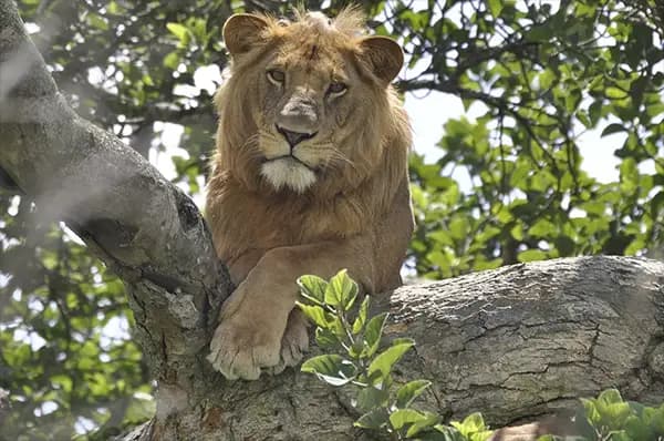 image of Queen Elizabeth National Park